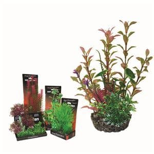 Hugo Boxed Plant Mix 2 22cm