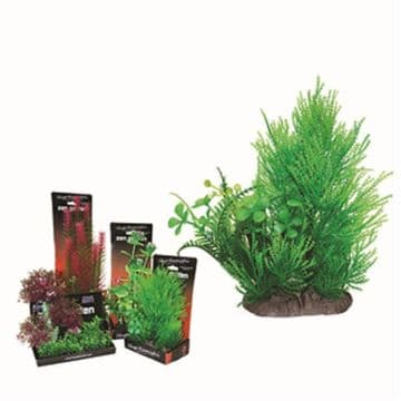 Hugo Boxed Plant Mix 6 22cm