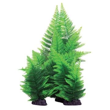 Hugo Broad Leaf Fern 13cm