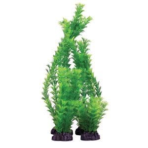 Hugo Hornwort Green 13cm
