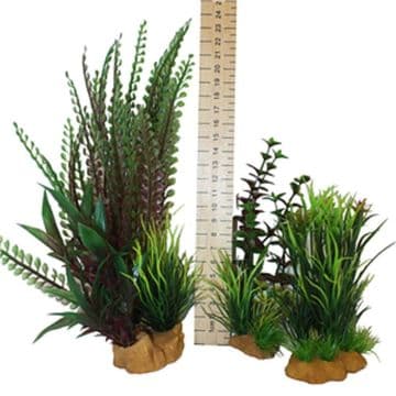 Hugo Plant Set Mixed Bushy Plant Box 1
