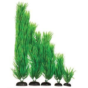 Hugo Pogestemon Green 30cm