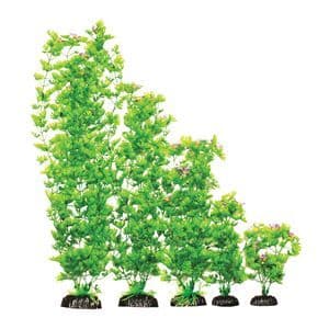 Hugo Ranunclus Tall 50cm