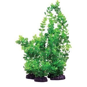 Hugo Rotala Indica 40cm