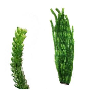 Hugo XL Plant 3 Green 95CM