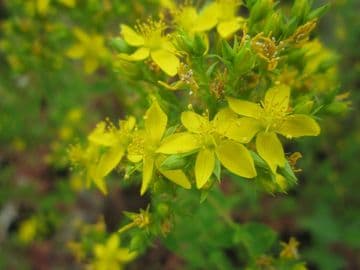 Hypericum tetrapterum 3 x 9cm Pot