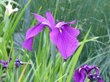 Iris ensata 3ltr Baskets