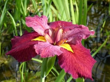 Iris louisiana 'Ann Chowning' 3 x 1ltr Basket