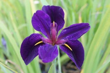 Iris louisiana 'Black Gamecock' 3ltr