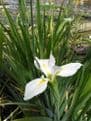 Iris louisiana 'Her Highness' 3ltr Basket