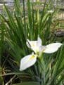Iris louisiana 'Her Highness' 3ltr Basket