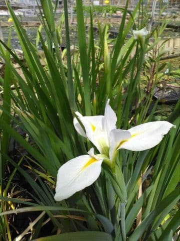 Iris louisiana 'Her Highness' 3ltr Basket