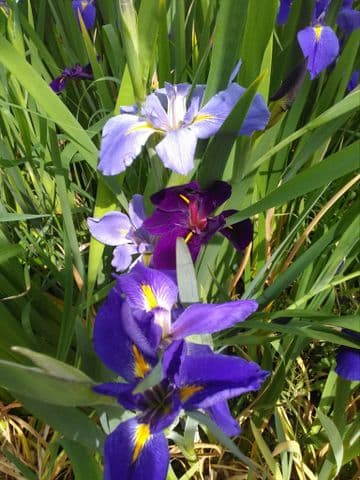Iris louisiana Mixed 3ltr Basket