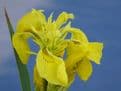 Iris pseudacorus 3 x 9cm Pot