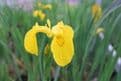 Iris pseudacorus 3 x 9cm Pot