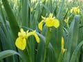 Iris pseudacorus 3ltr Basket