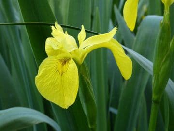 Iris pseudacorus 3ltr Basket