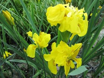 Iris pseudacorus 'Flore Pleno' 3ltr Basket