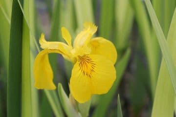 Iris pseudacorus 'Variegata' 3ltr Basket