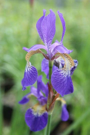 Iris sibirica 3ltr Basket
