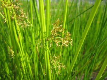 Juncus effusus 3 x 9cm Pots