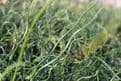 Juncus effusus spiralis 1ltr Basket