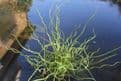 Juncus effusus spiralis 1ltr Basket
