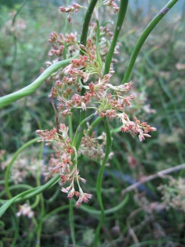 Juncus effusus spiralis 1ltr Basket