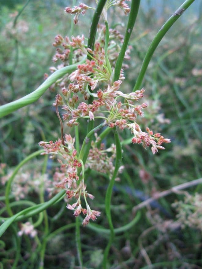 Juncus effusus spiralis 1ltr Basket