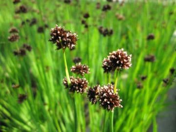 Juncus ensifolius 1ltr Basket
