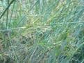 Juncus inflexus 3 x 9cm Pots