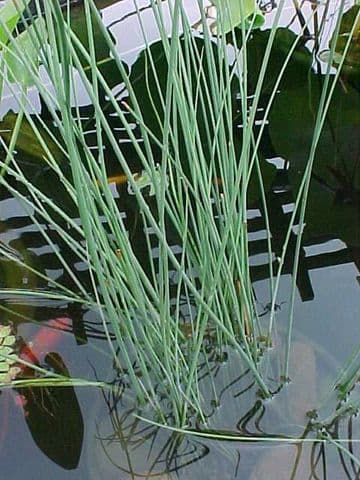 Juncus inflexus 3ltr Basket