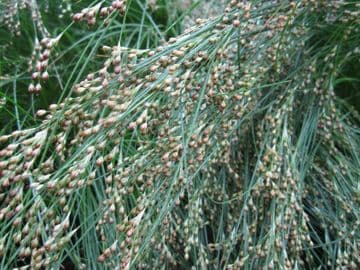 Juncus maritimus 3 x 9cm Pot