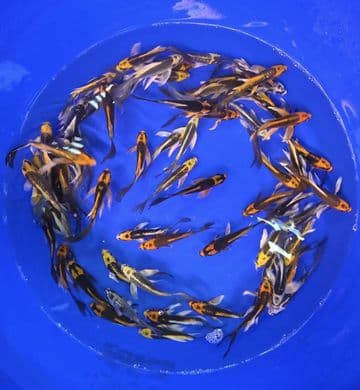 Kabuto & Ghost Butterfly-Koi For Sale 4"-5"