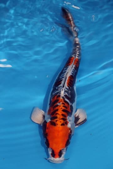 Kikokuryu-Koi For Sale 11" 9535