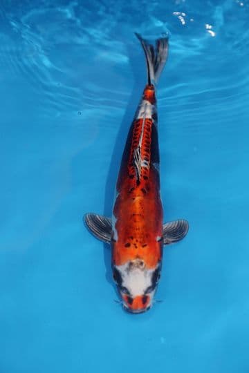 Kikokuryu-Koi For Sale 11" 9557