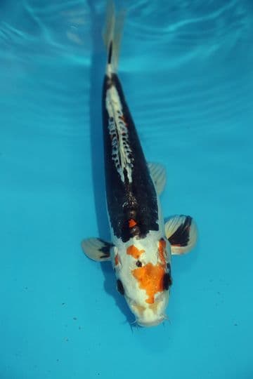 Kikokuryu-Koi For Sale 12" 9516