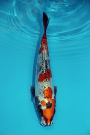 Kikokuryu-Koi For Sale 12" 9601