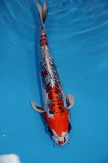 Kikokuryu-Koi For Sale 13" 9452