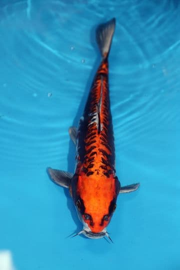Kikokuryu-Koi For Sale 14" 9447
