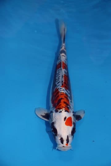 Kikokuryu-Koi For Sale 14" 9448
