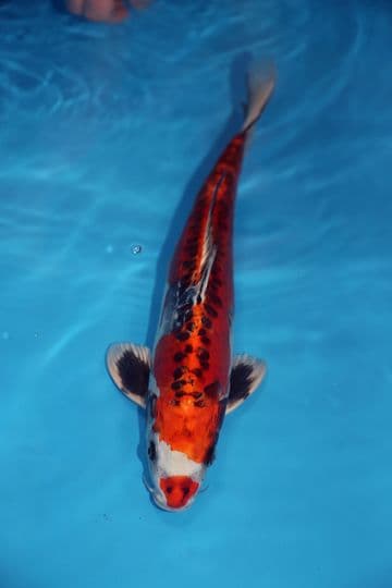 Kikokuryu-Koi For Sale 15" 9418