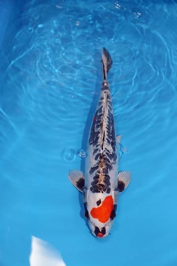 Kikokuryu-Koi For Sale 15" 9420