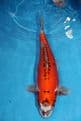 Kikokuryu-Koi For Sale 19