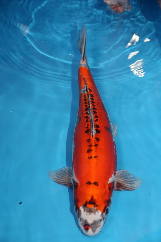 Kikokuryu-Koi For Sale 19