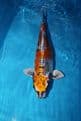 Kikokuryu-Koi For Sale 23.5