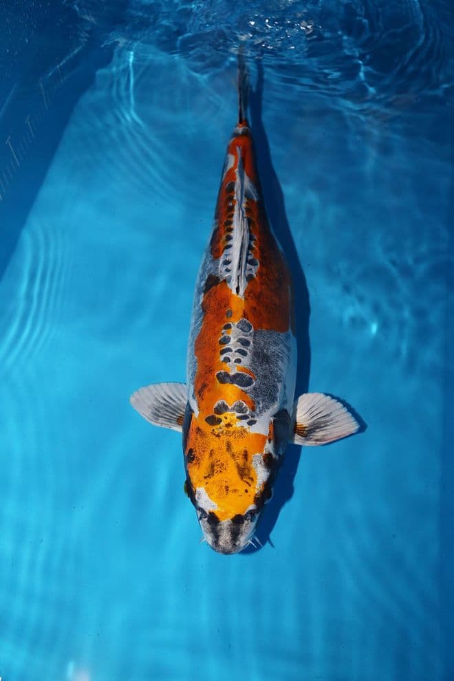 Kikokuryu-Koi For Sale 23.5