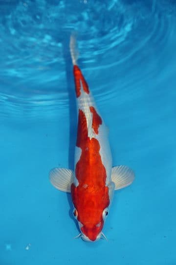 Kikusui-Koi For Sale 12" 9511