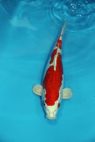 Kikusui-Koi For Sale 13" 9467