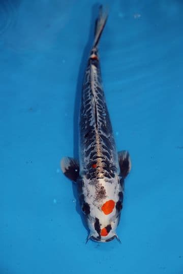 Kikusui-Koi For Sale 13" 9494